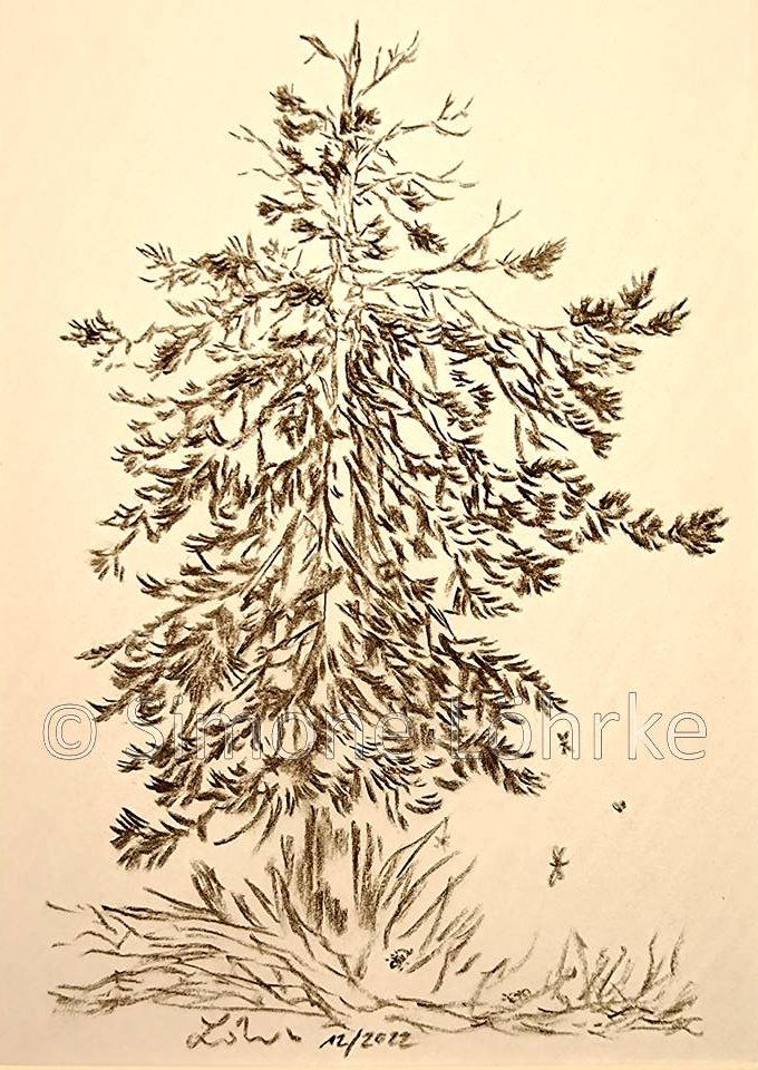 Kiefer 1